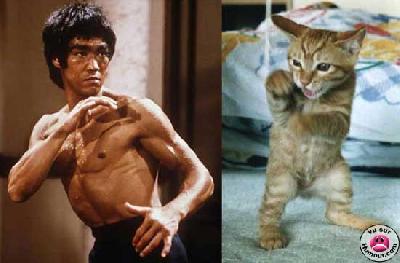 brucelee2maroc